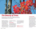 Flourish Beauty of trees thumbnail
